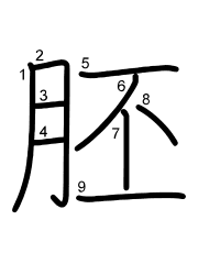 Thứ tự nét chữ 胚