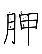 Thứ tự nét chữ 胛