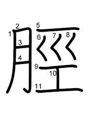 Thứ tự nét chữ 脛