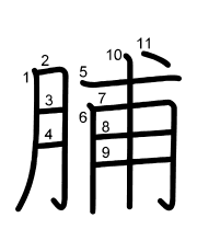 Thứ tự nét chữ 脯