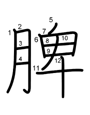 Thứ tự nét chữ 脾