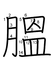 Thứ tự nét chữ 膃