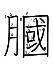 Thứ tự nét chữ 膕