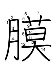 Thứ tự nét chữ 膜